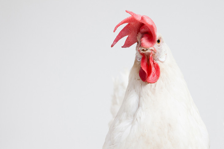 Frango é o negócio da Agrogen. Foto: www.foundanimals.org