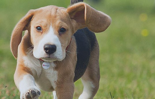 Pinmypet é uma das startups aceleradas pela WOW. Foto: Divulgação.