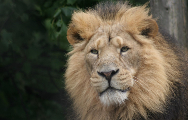 App ajuda contribuintes com o carnê-leão. Foto: flickr.com/photos/chesterzoo