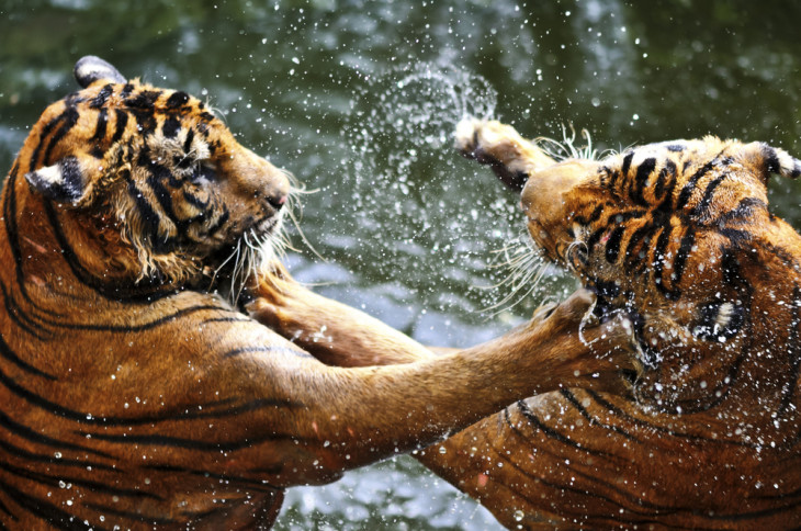 Briga feroz pela GVT. Foto: Shutterstock.