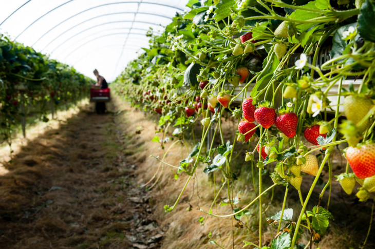 SP, SC e DF são as unidades da Federação mais competitivas para o agronegócio. Foto: Cornfield/Shutterstock.com