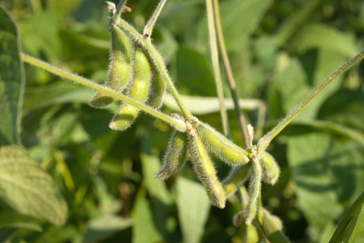 Comigo está no coração da zona produtora de soja. Foto: Shutterstock
