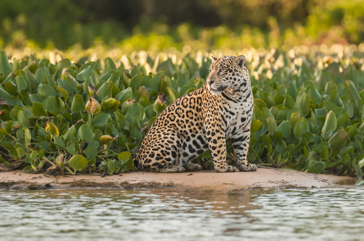 Biodiversidade é o foco do projeto que contou com a Agility para digitalização. Foto: ANDRE DIB/Shutterstock.