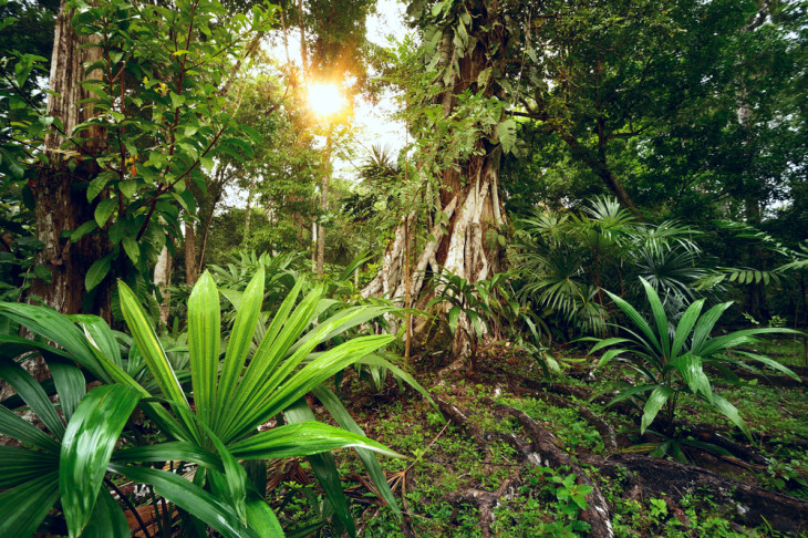 Com base no Vale do Silício, Hwang propõe o modelo "rainforest" para parques. Foto: soft_light/Shutterstock.
