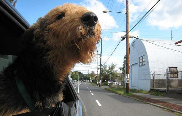 Mãe, eu estou no Uber! Foto: .flickr.com/photos/toaireisdivine/