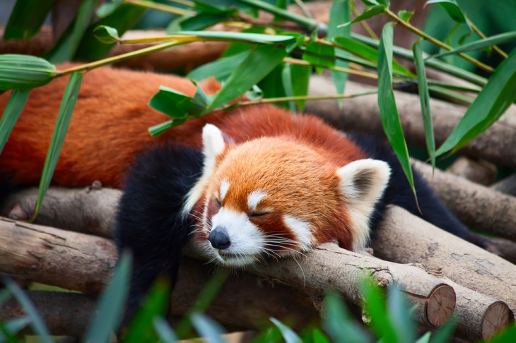 A Mozilla desistiu de enfrentar os sistemas Android e iOS. Foto: Natali Glado/Shutterstock.