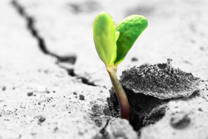 O programa de startups Seed ressurgiu em Minas Gerais. Foto: Roman Sakhno/Shutterstock.