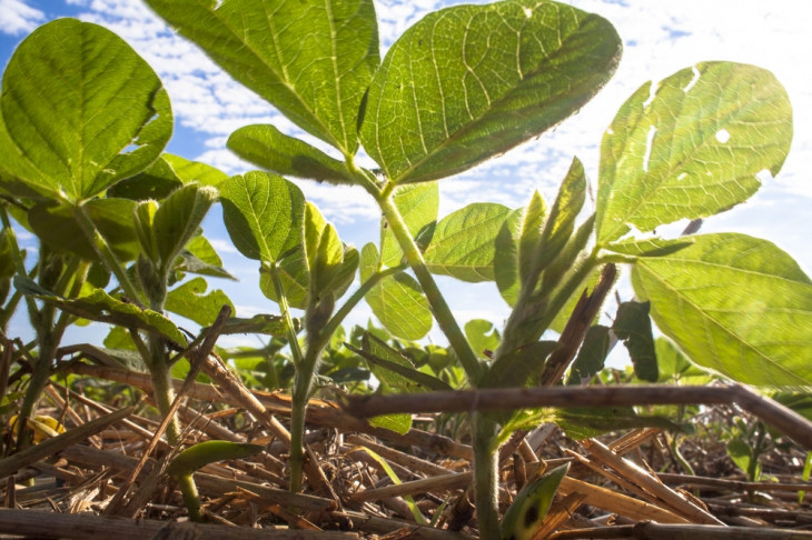 Soja é um dos principais negócios da Nidera. Foto: Shutterstock