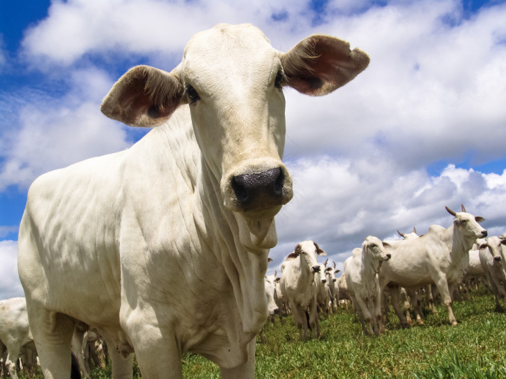 A JetBov tem o objetivo de atender produtores com até 3 mil animais. Foto: Alf Ribeiro/Shutterstock.
