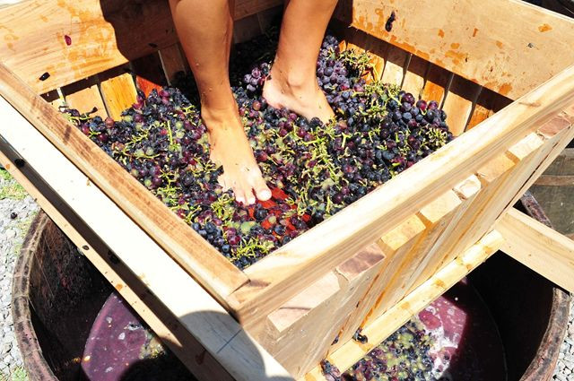 A prova de amassar uvas com os pés é retratada no jogo das Olimpíadas Coloniais. Foto: Divulgação.