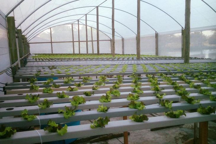 A Hortibras atua com adubos especiais para hidroponia. Foto: Divulgação.