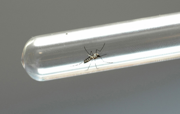 O World Community Grid da IBM quer identificar fármacos para a cura do vírus Zika. Foto:  Venilton Kuchler/ANPr.