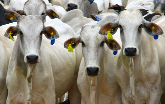 A Fazenda Conforto é a principal fornecedora de bois para a JBS. Foto: Divulgação.