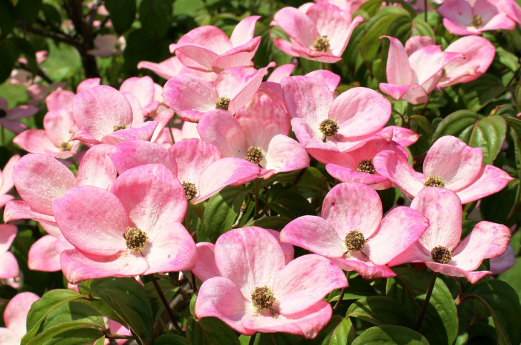 A Veiling Holambra é responsável pela distribuição de 45% das flores vendidas no Brasil. Foto: Pexels.