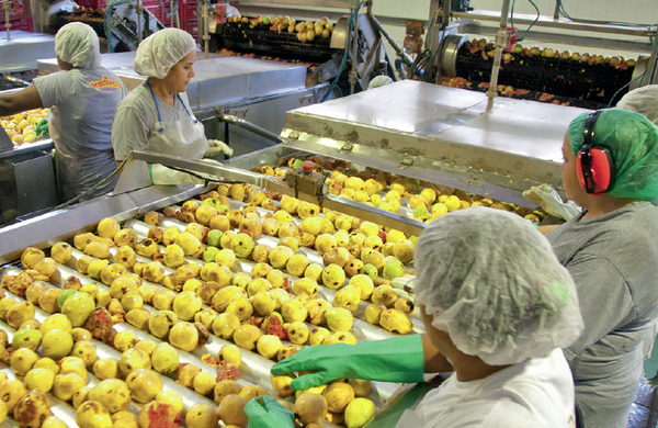 Processamento de goiaba numa fábrica da Predilecta. Foto: divulgação.