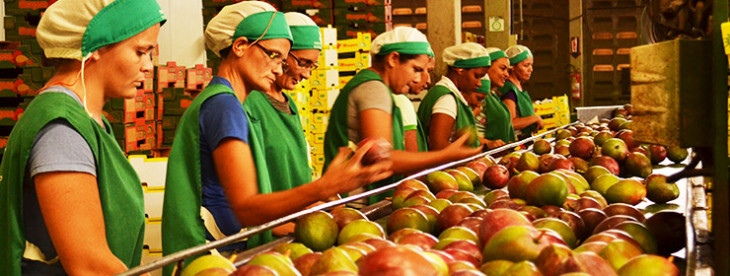 A Ibacem Agrícola, que produz e comercializa hortifruti, adotou o ERP Mega Agro. Foto: Divulgação.