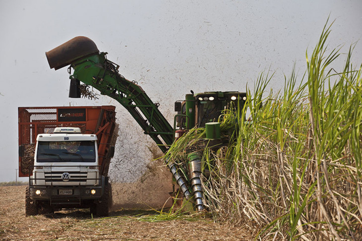 A Biosev é a segunda maior processadora de cana-de-açúcar do mundo. Foto: Divulgação.