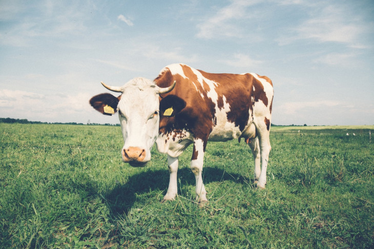 A AgroInova lançou o QMilk, software gratuito que auxilia na gestão da qualidade do leite. Foto: Pexels.