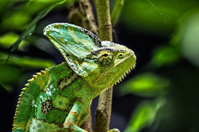 SUSE está se mexendo no mercado. Foto: Pixabay.