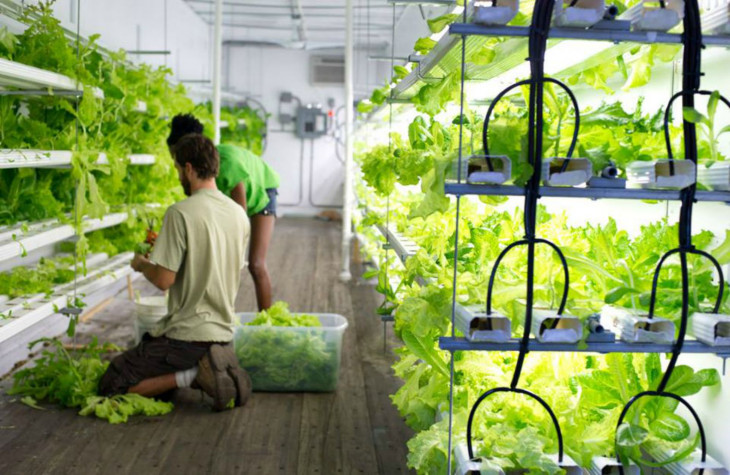 Interior de um container da Freight Farms.