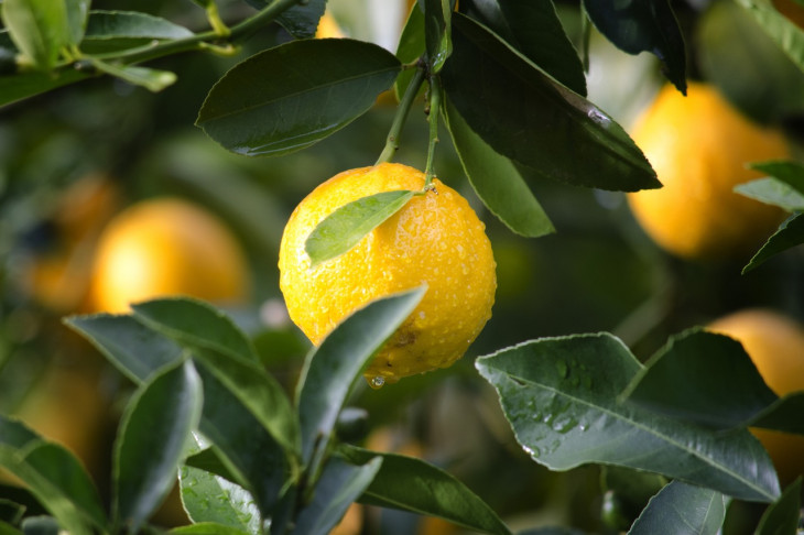 O Sistema de Compras da Agricultura Familiar dá transparência às chamadas públicas. Foto: Pexels.