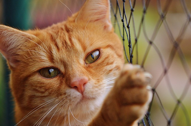 Petland está em expansão no mercado brasileiro. Foto: Pixabay.