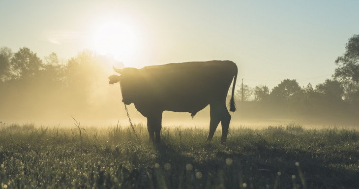 A B1Agribusiness é composta por módulos que controlam a gestão agrícola e pecuária. Foto: Pexels.