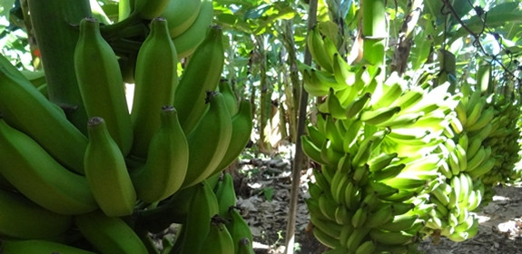 A Doce Bela adotou o sistema de gestão da Sankhya. Foto: Divulgação.