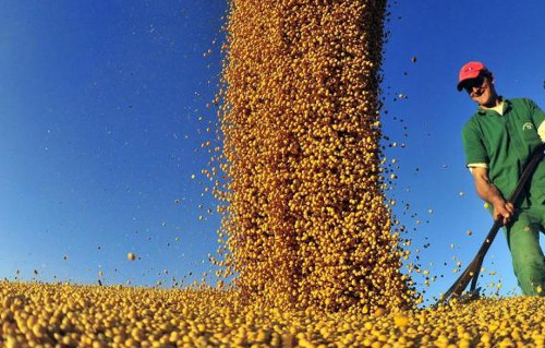 A Cereal Ouro adotou o PIMS Multicultivo, software da Totvs para produção rural. Foto: Divulgação.