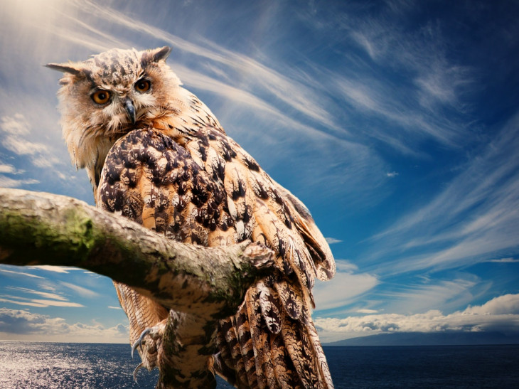 A Owl Docs está entre as selecionadas para ingressar como residente no Cubo Itaú. Foto: Pexels.