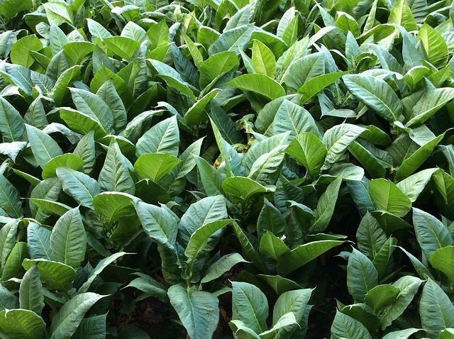 A Afubra une produtores de fumo. Foto: Pixabay.