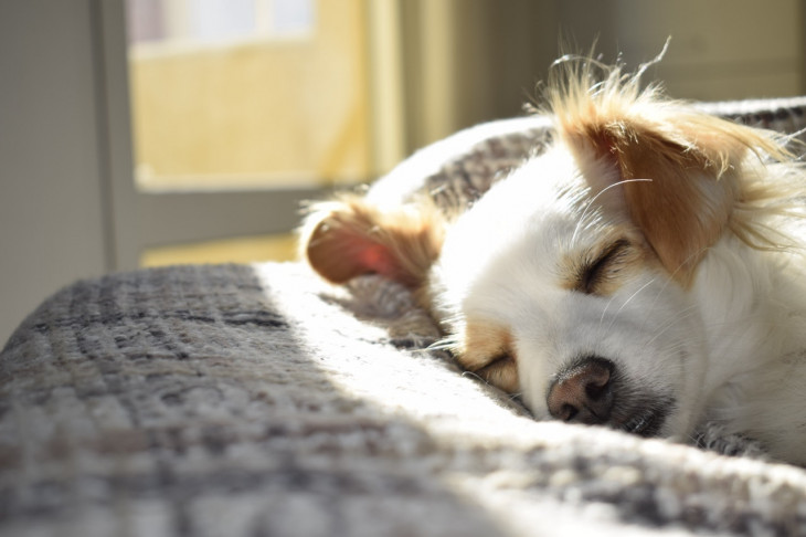 O DogHero conecta donos de cachorro a anfitriões que hospedam pets em casa. Foto: Pexels.