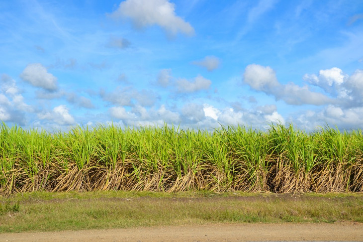 Cooperativa tem entre seus associados produtores de cana de açúcar. Foto: Pixabay.