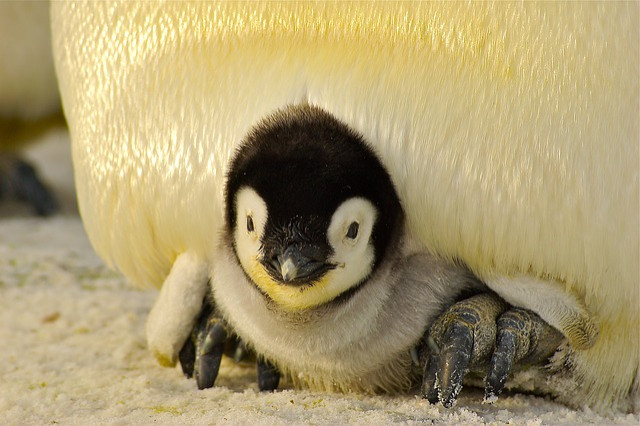 Linux está no centro do novo produto da Microsoft. Foto: Pixabay.