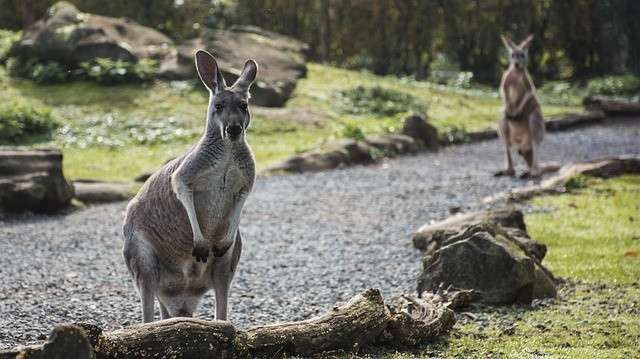 Sobram cangurus, mas falta mão de obra de TI na Austrália. Foto: Pixabay.