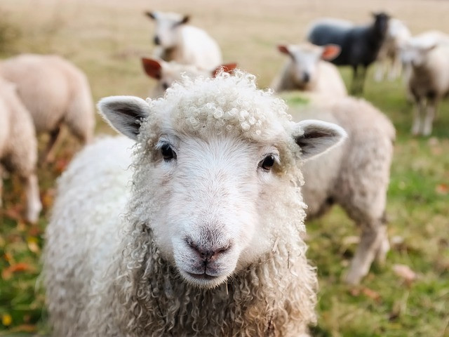 Ovelha não é para mato. Foto: Pixabay.