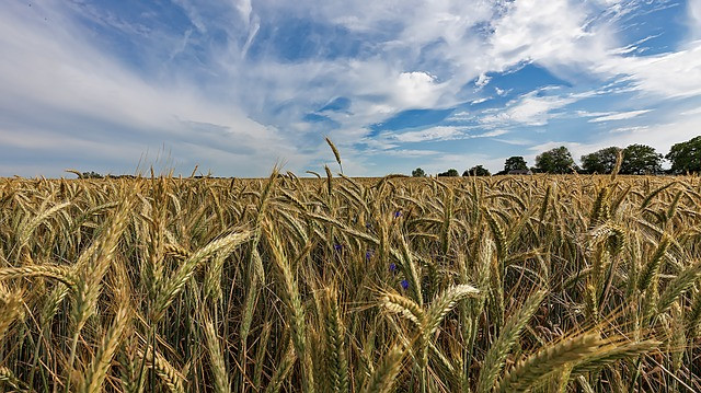 Agronegócio escapa da crise. Foto: Pixabay.