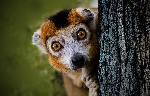 Por essa ninguém esperava! Foto: Pixabay.
