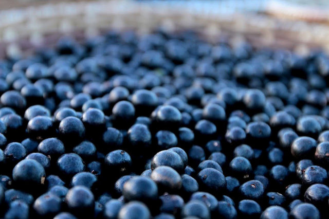 Açaí in natura. Foto: flickr.com/photos/mturdestinos