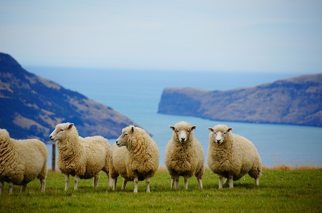 Nova Zelândia é conhecia por suas ovelhas e belas paisagens. Foto: Pixabay.
