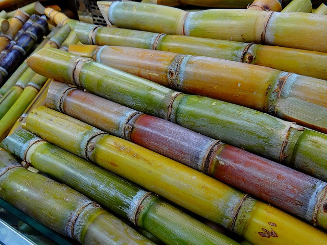 A Raízen é uma gigante brasileira de açúcar e etanol. Foto: Pixabay.