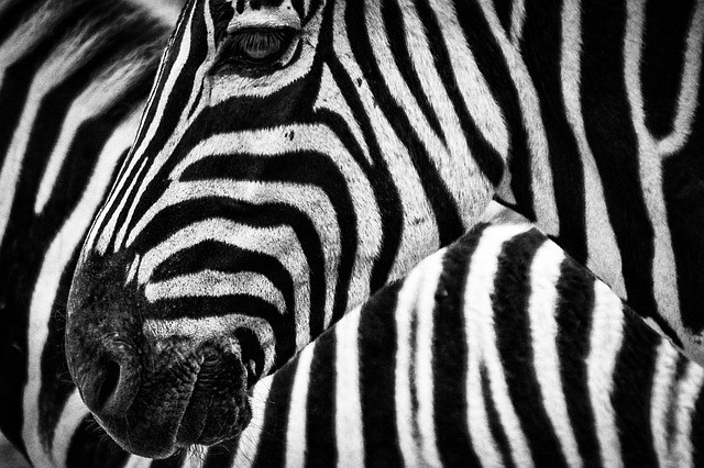 Deu zebra na operação sul africana da SAP. Foto: Pixabay.