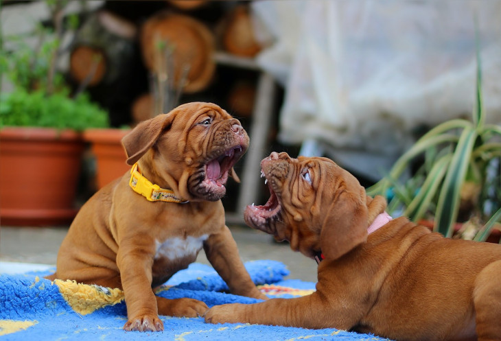 Oracle x AWS é uma briga de cachorro grande. Foto: Pixabay.
