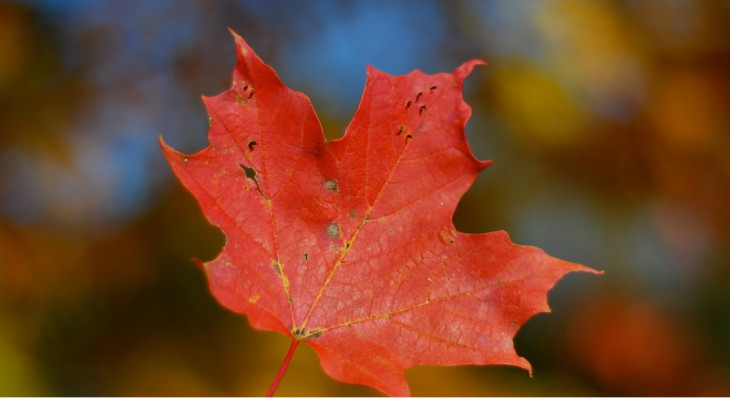 Canadá é um destino atraente para brasileiros interessados em emigrar. Foto: Pixabay.