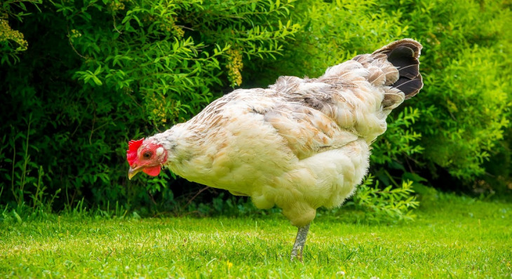 É difícil ser a galinha dos ovos de ouro. Foto: Pixabay.