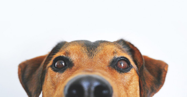Pets são um grande negócio. A Petz vai fechar o ano com receita de R$ 1,3 bilhão. Foto: Pixabay.
