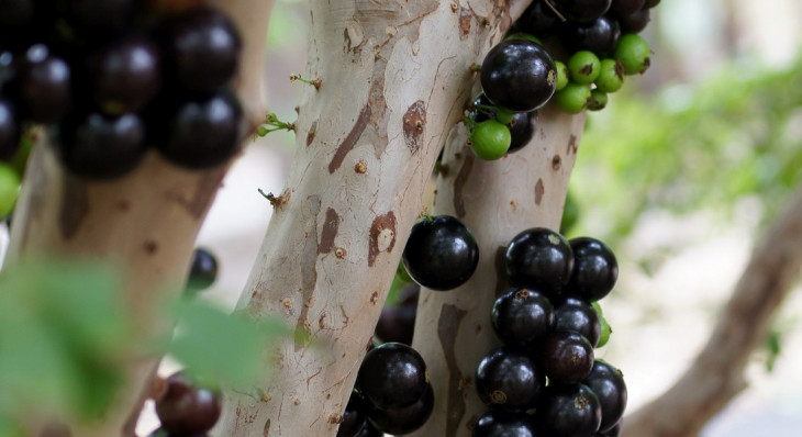 “Se só existe no Brasil e não é jabuticaba, é besteira”. Foto: flickr.com/photos/tgerus/
