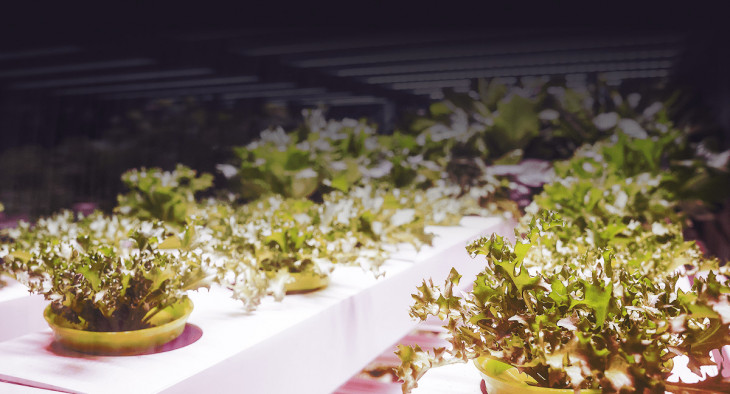 A Pink Farms produz hortaliças em ambiente fechado, com iluminação 100% artificial, em estrutura vertical. Foto: Divulgação.