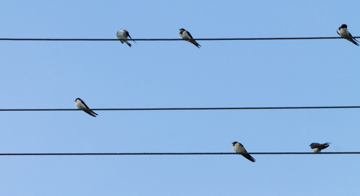 Passarinhos: "Não ficamos tão impressionados assim com o projeto". Foto: Pexels.