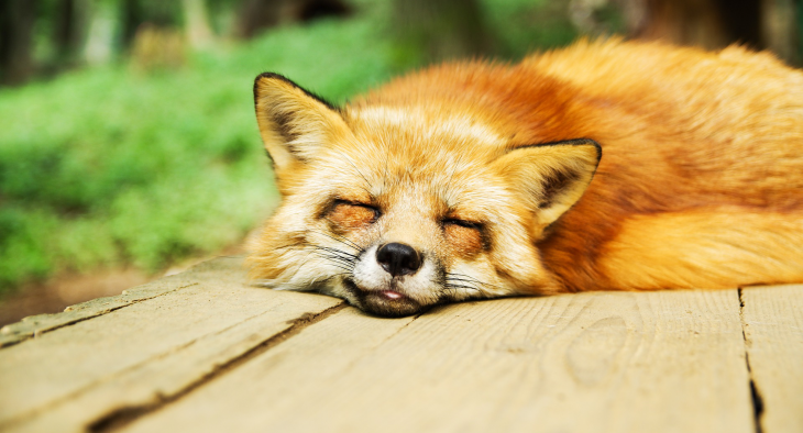 Entre os quatro browsers testados, o Firefox foi o único a atender todos as exigências. Foto: Pixabay.